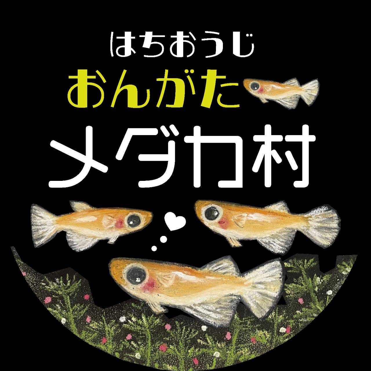 【出店情報】メダカケース販売他