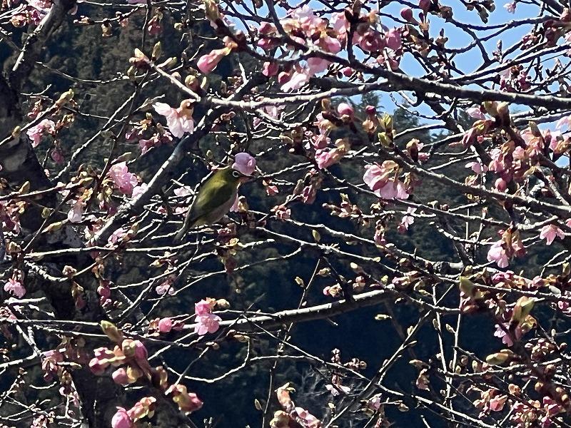 2025年 河津桜開花状況