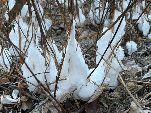 霜の花情報(12/20更新)